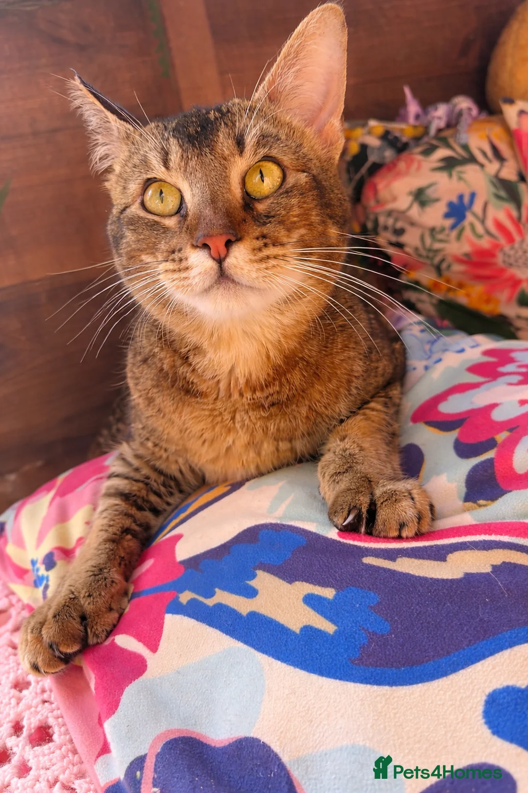 Mixed Breed cats for sale: Polydactyl cross breed boy  in Warrington - Advert 1