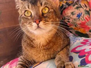 Mixed Breed cats Polydactyl cross breed boy - Advert 1