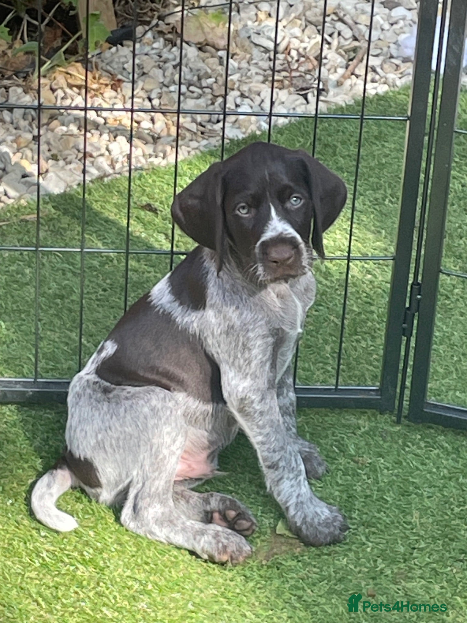 German Wirehaired Pointer dogs German Wirehaired Pointer pups - Advert 3
