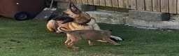 Mixed Breed dogs for sale: Litter of 10 Gsd X Mal  - Advert 9