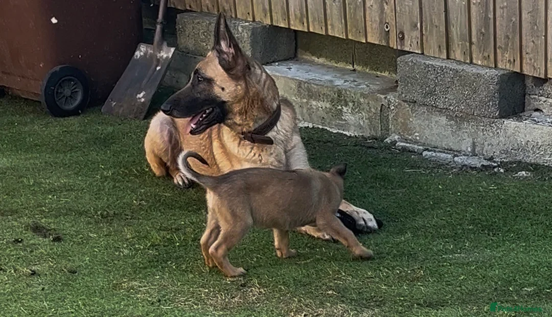 Mixed Breed dogs for sale: Litter of 10 Gsd X Mal  - Advert 9