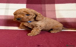 Labradoodle dogs for sale: Adorable Miniature Labradoodle F1bb Puppies🤩 - Image 20