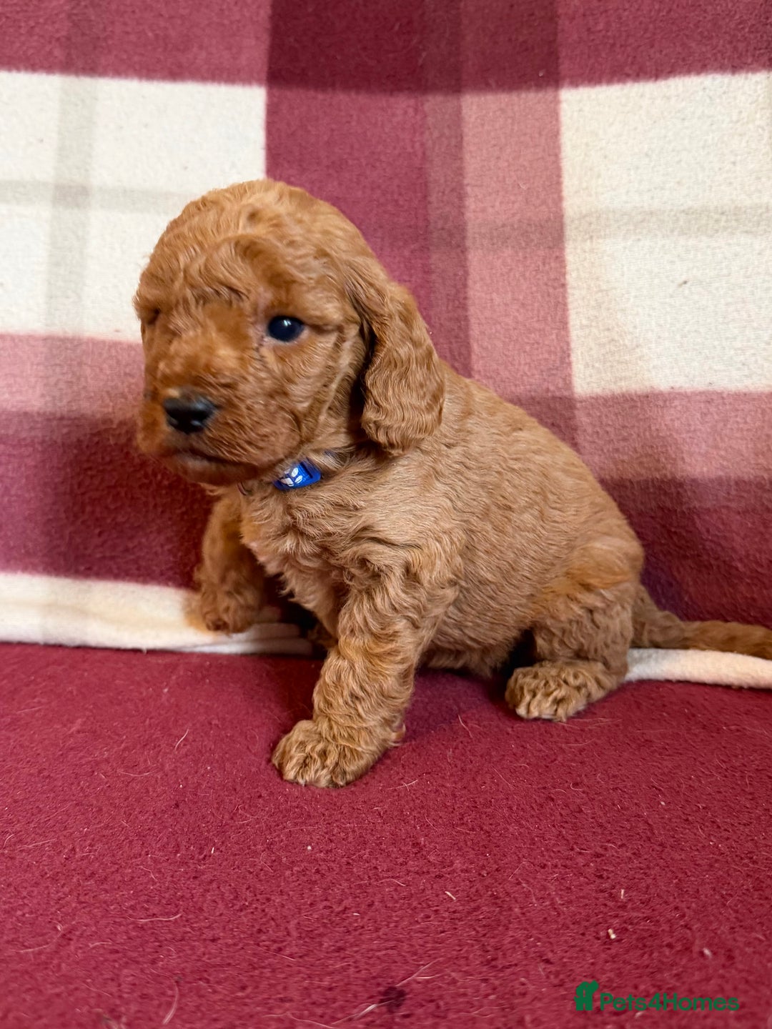 Labradoodle dogs for sale: Adorable Miniature Labradoodle F1bb Puppies🤩 - Image 20