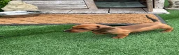 Miniature Dachshund dogs for sale: Miniature Daschund  - Advert 22