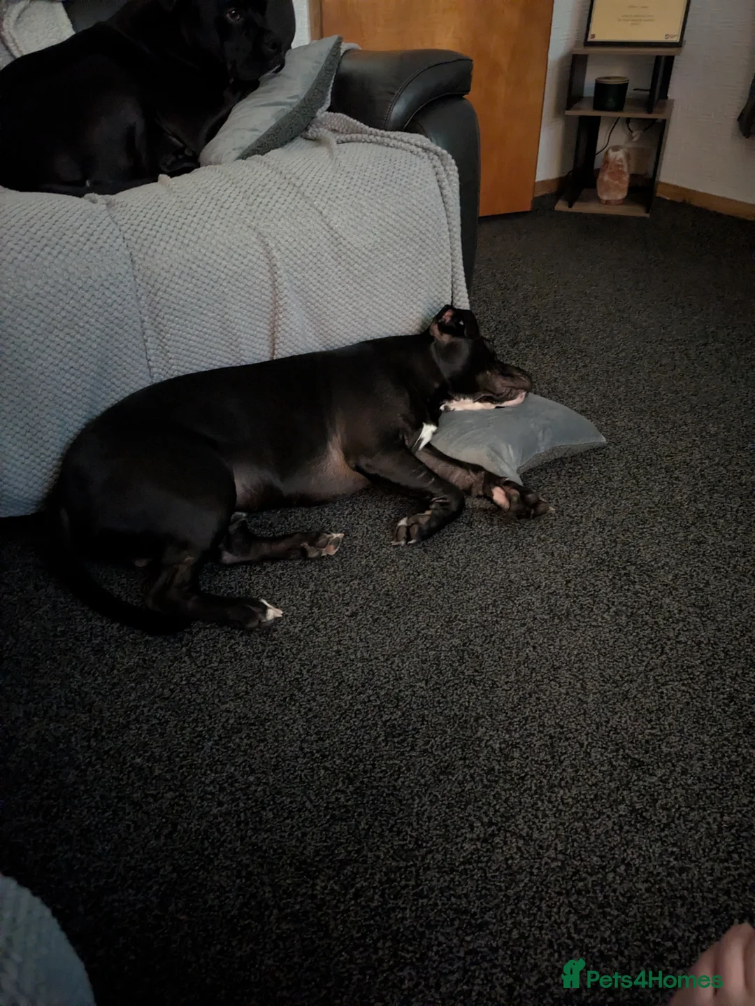 Mixed Breed dogs for sale: Male dog has been neutered  - Advert 2