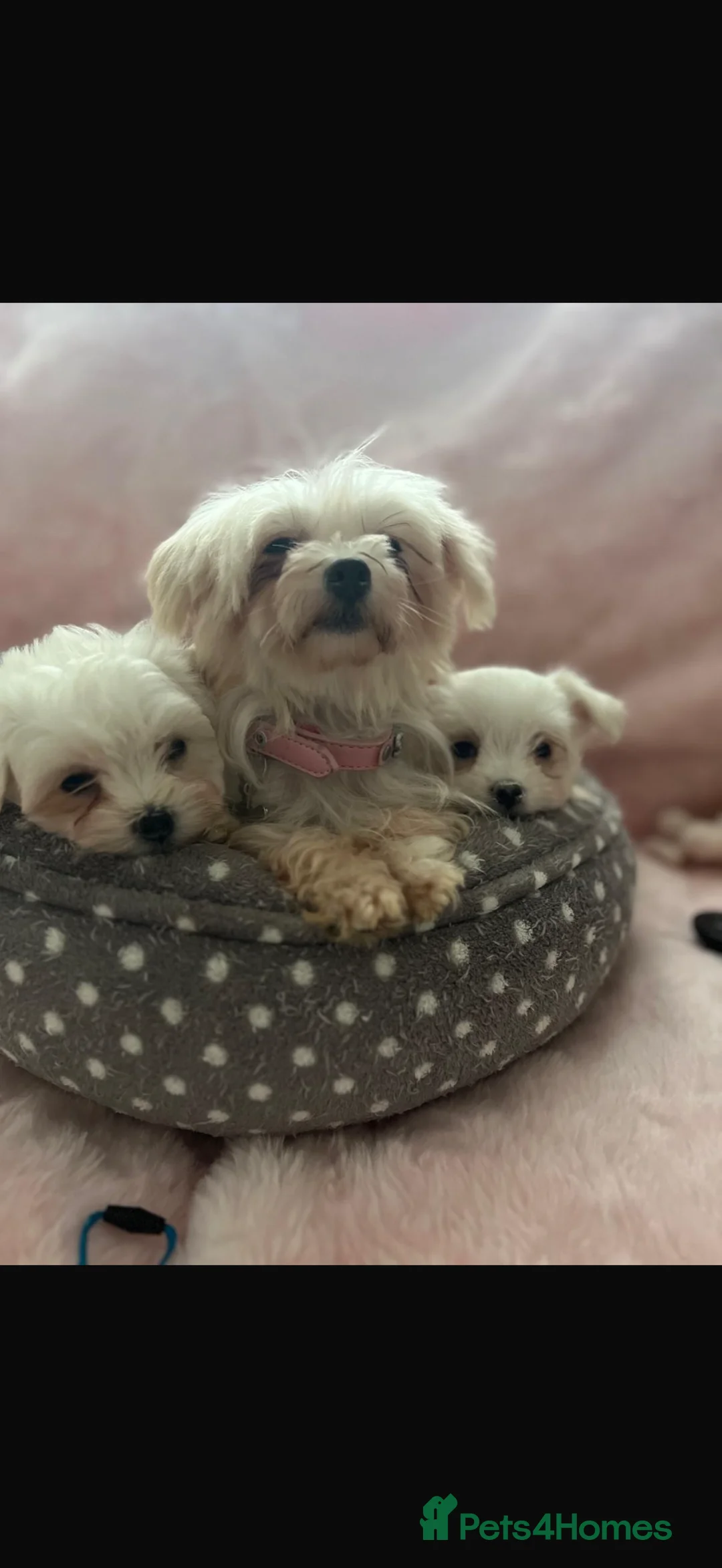 Maltese dogs for sale:  **  Maltese pups  - Advert 11
