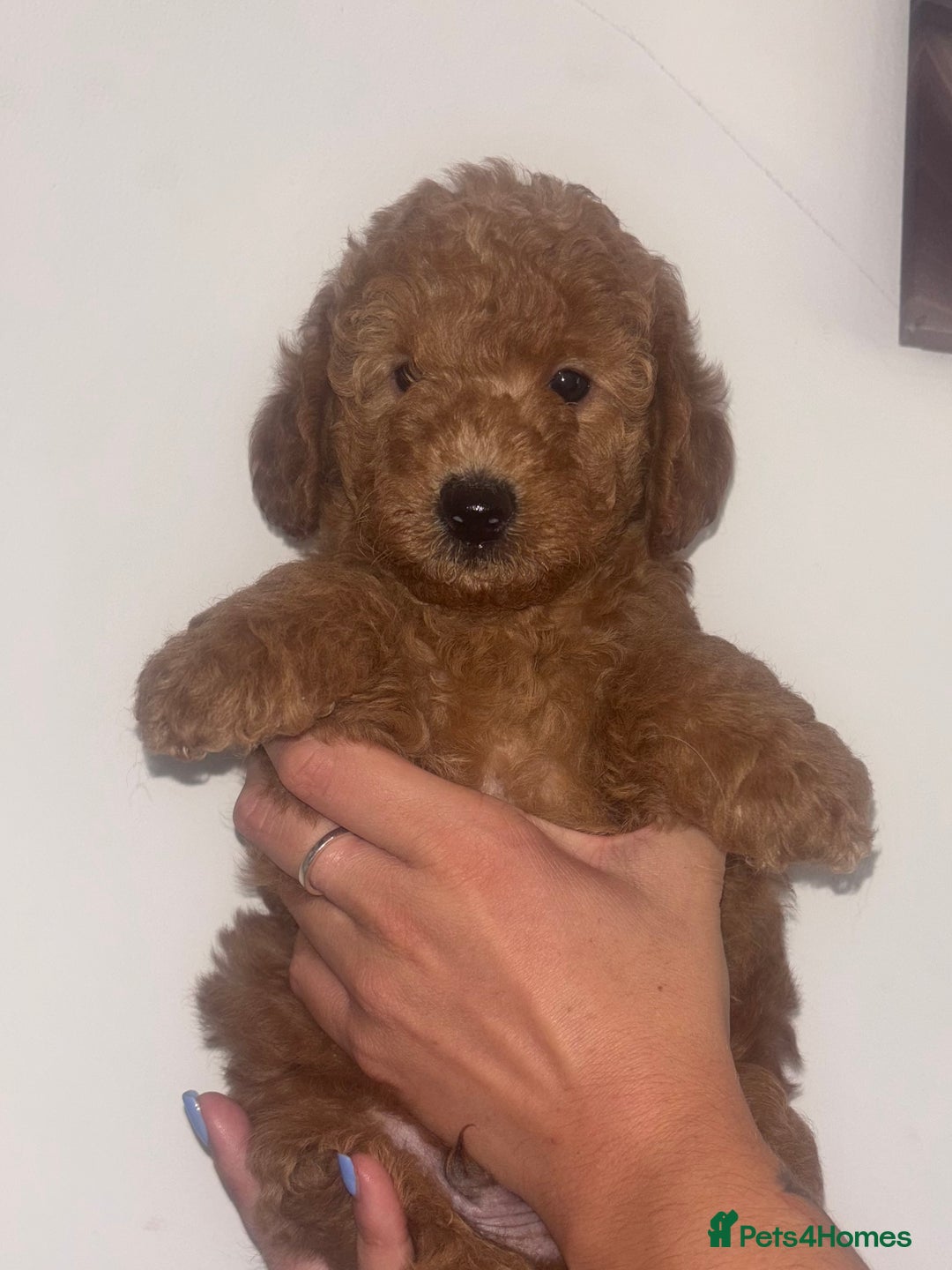 Labradoodle dogs for sale: 🐾AVAILABLE TO VIEW! - Fox Red Labradoodle Pups 🐾 - Image 25