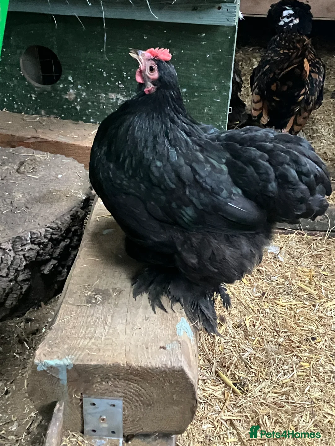 Chickens poultry for sale: Hen Pekin bantam - Advert 3