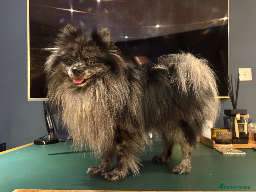 Pomeranian dogs for stud: High-Quality Blue Merle Pomeranian Stud| Abu Dhabi - Advert 1