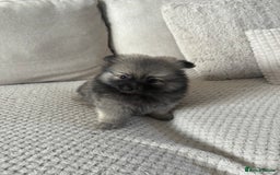 Pomeranian dogs for sale: Pomeranian puppies - Image 12