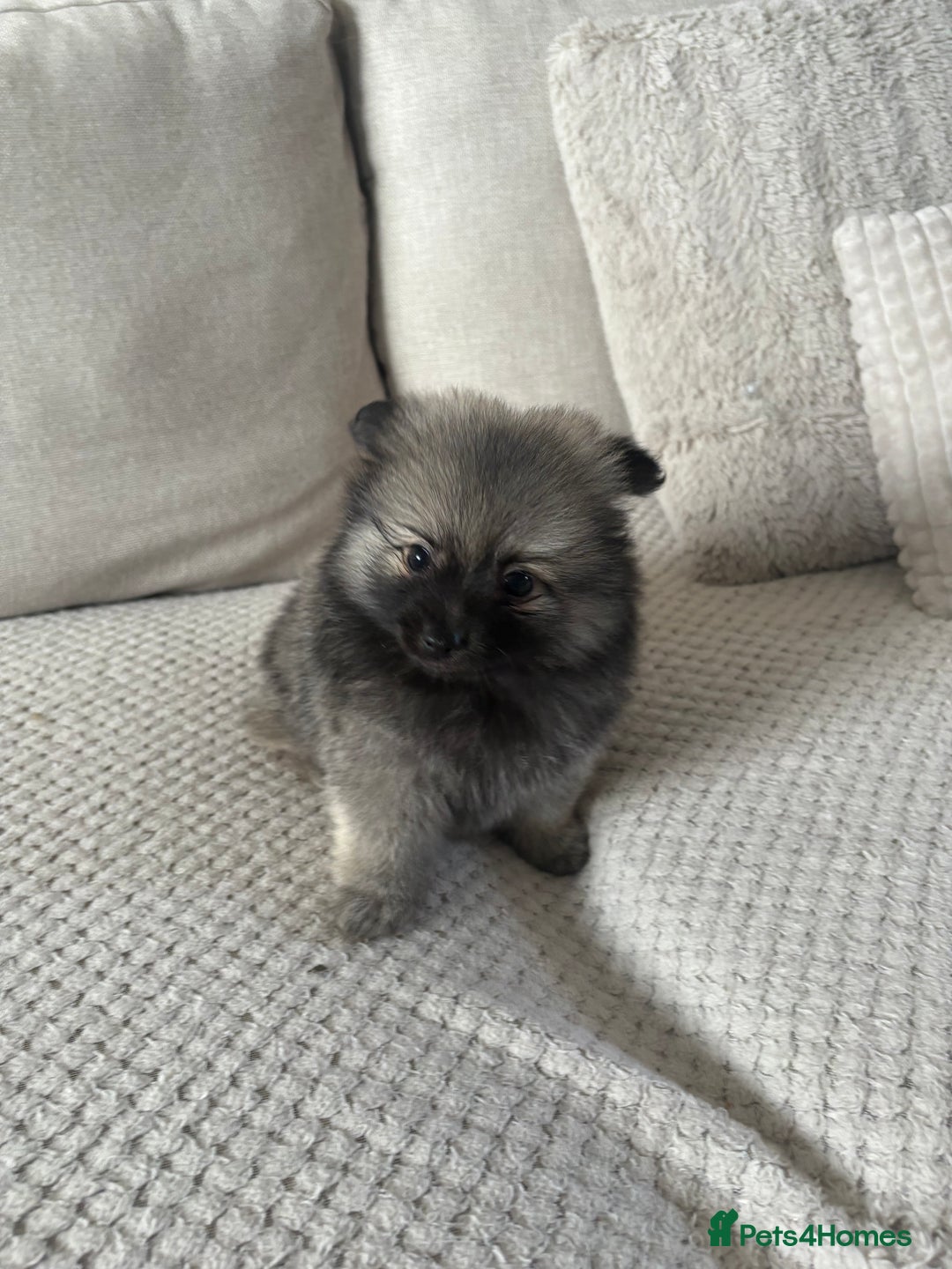 Pomeranian dogs for sale: Pomeranian puppies - Image 12