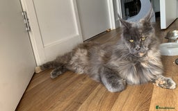 Maine Coon cats for sale: Maine coon 2yr old  - Image 4