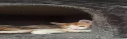 British Longhair cats for sale: Adorable ginger kittens ready for forever homes  in Poulton-le-Fylde - Advert 2