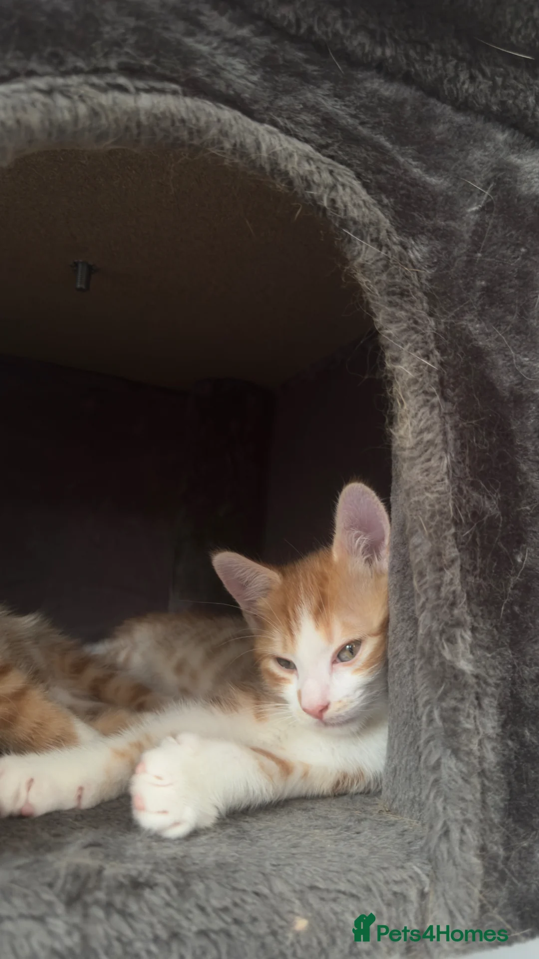 British Longhair cats for sale: Adorable ginger kittens ready for forever homes  in Poulton-le-Fylde - Advert 2