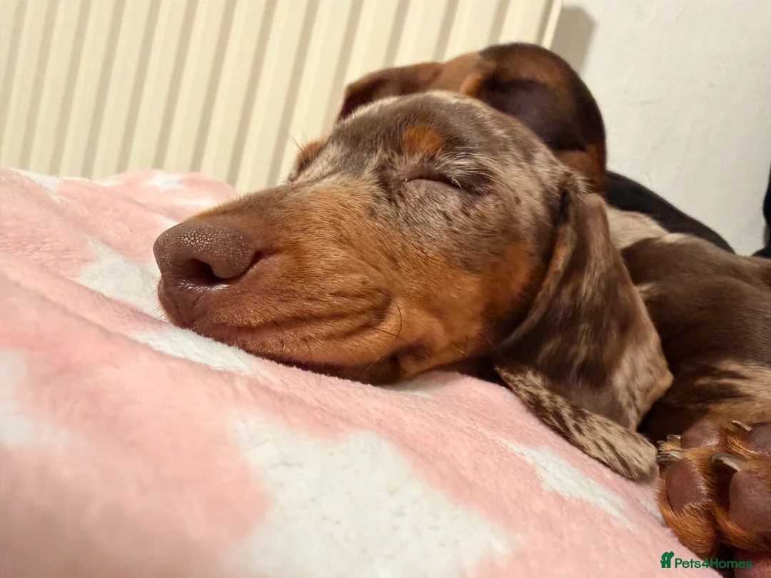Miniature Dachshund dogs for sale: Chocolate dappled miniature dachshund boy in Burton-on-Trent - Advert 4