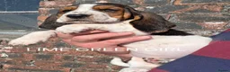 Basset Hound dogs for sale: KC BASSET HOUND PUPPIES  - Advert 17
