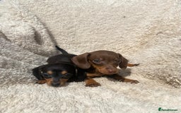 Miniature Dachshund dogs for sale: True To Type Miniature Dachshunds  - Image 10