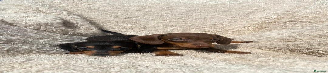 Miniature Dachshund Puppy 3