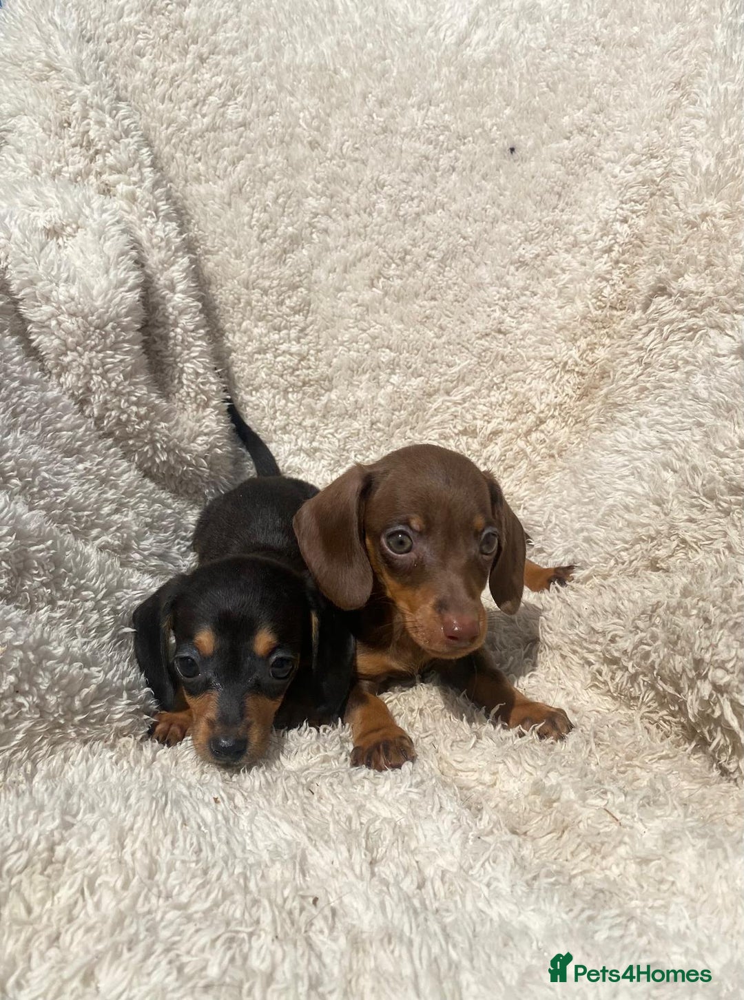 Miniature Dachshund dogs for sale: True To Type Miniature Dachshunds  - Image 10