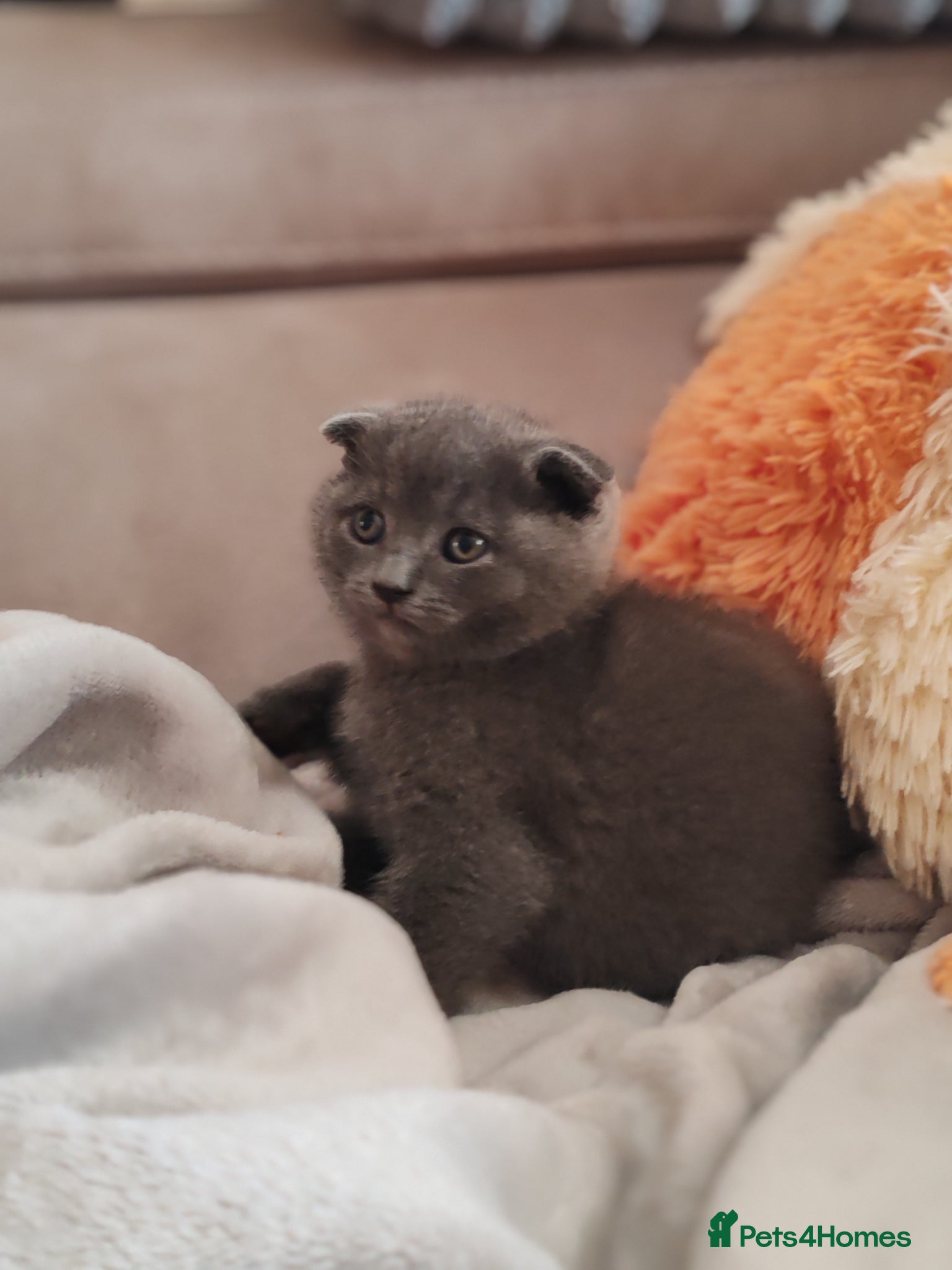 Scottish Fold cats Last 2 😺 Scottish fold x BSH left.  - Advert 1