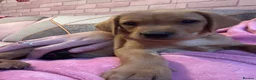 Labrador Retriever dogs for sale: 1 girl left…Beautiful litter of Labrador puppies - Advert 19