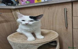 Mixed Breed cats for sale: Ragdoll mix kitten  - Advert 1