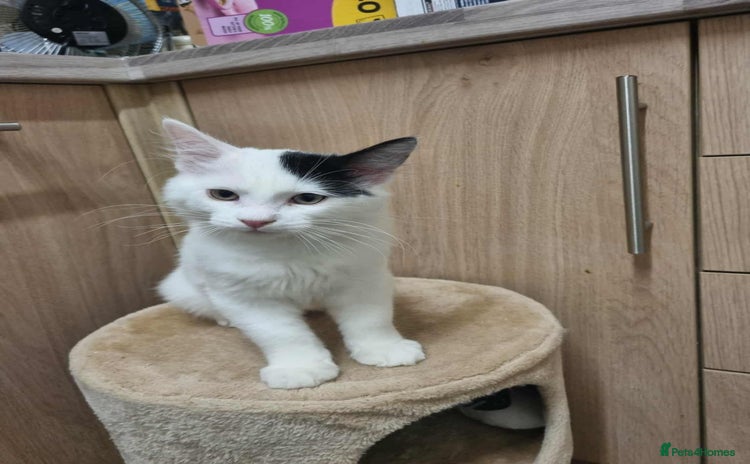 Mixed Breed cats Ragdoll mix kitten  - Advert 1