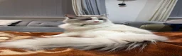 Ragdoll cats for stud: Blue point Bi-Coloured Ragdoll Stud GCCF (Active) - Advert 8