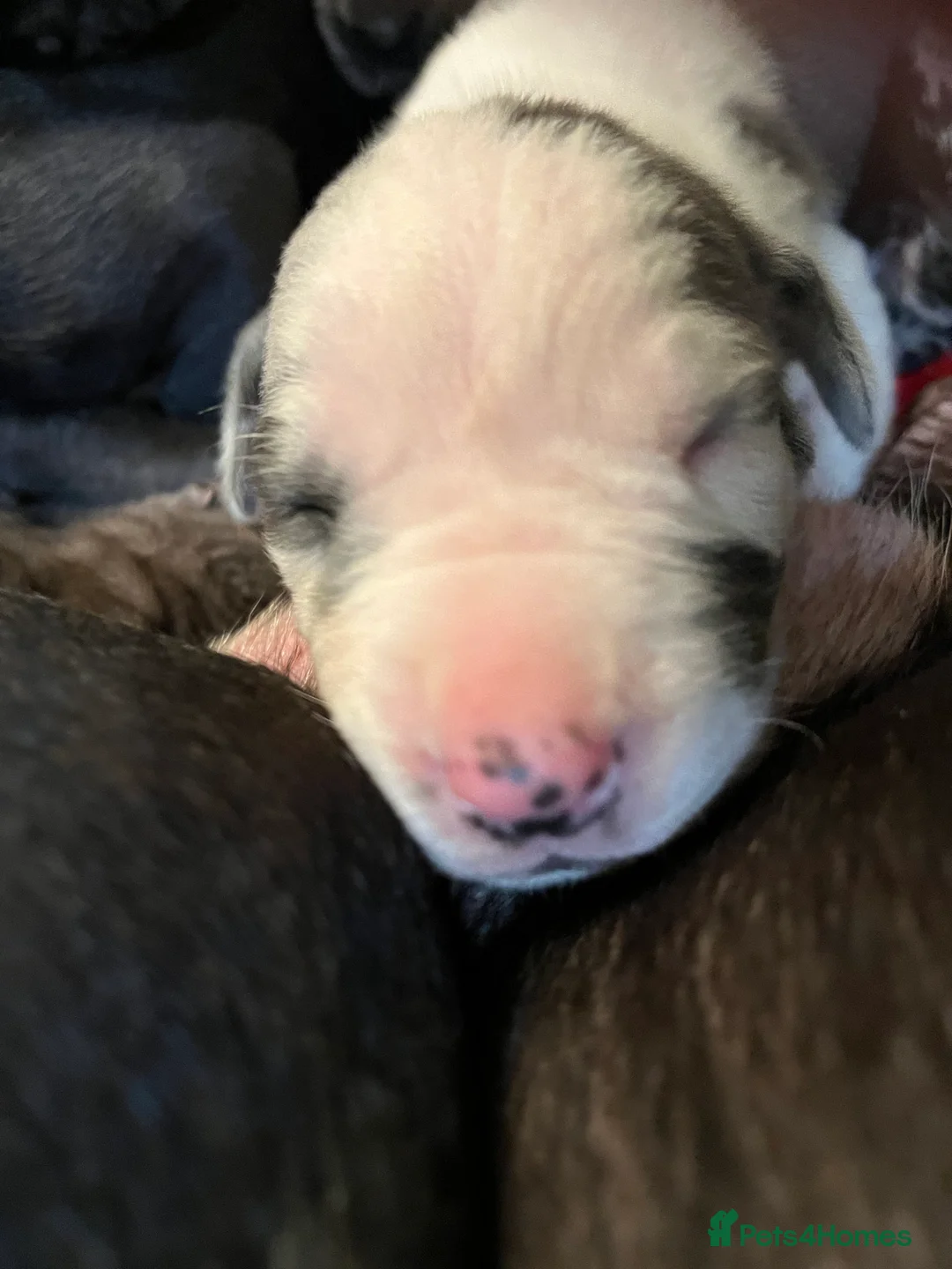 Great Dane dogs for sale: Kc reg Great Dane pups - Advert 7