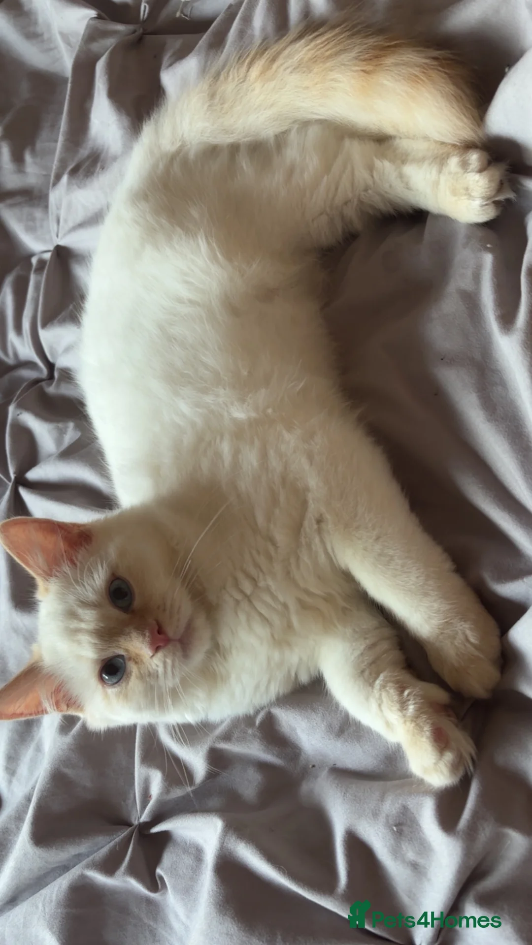 Ragdoll cats for sale: MALE FLAMEPOINT RAGDOLL KITTEN 🧡 - Advert 2