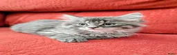 Mixed Breed cats for sale: Stunning Fluffy Kittens  - Advert 22