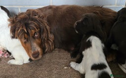 Sprocker dogs for sale: Beautiful sprocker spaniel puppies (5 left) - Image 3