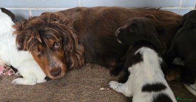 Sprocker dogs - Advert 3
