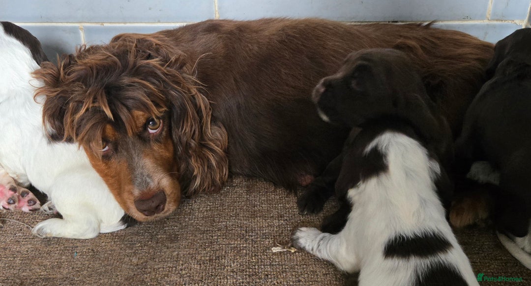 Sprocker dogs for sale: Beautiful sprocker spaniel puppies (5 left) - Image 3