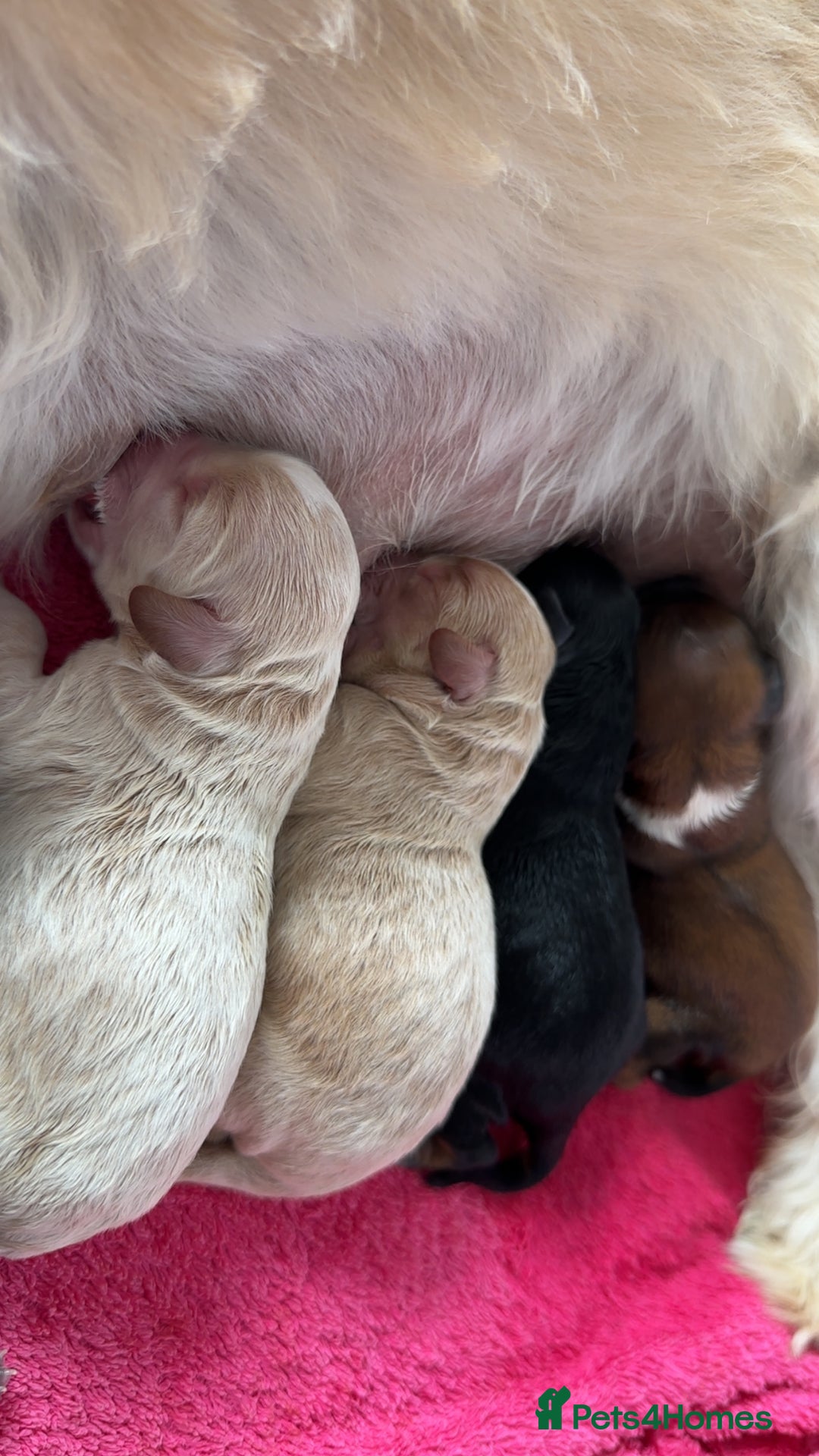 Maltipoo dogs for sale: Maltipoo puppies - Image 6