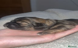 Shih Tzu dogs for sale: Family-Raised Shih Tzu Pups Looking 4 Loving Homes - Image 8