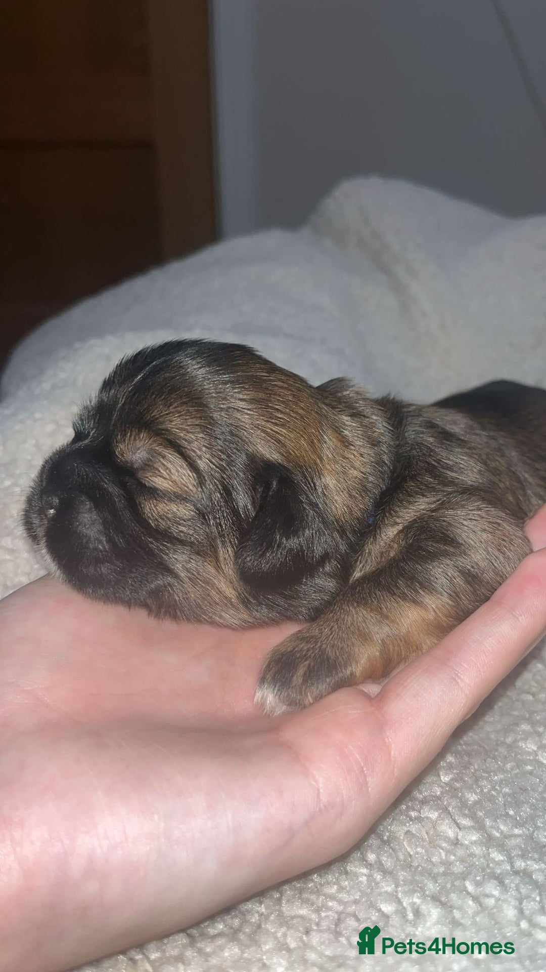 Shih Tzu dogs for sale: Family-Raised Shih Tzu Pups Looking 4 Loving Homes - Image 8