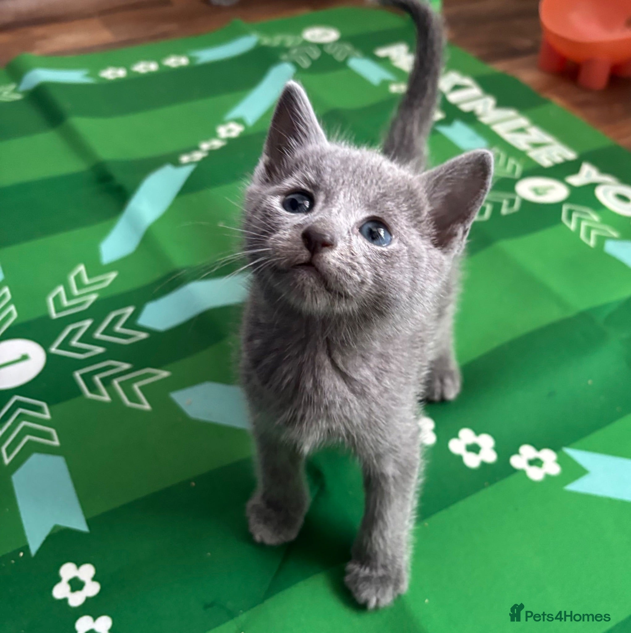 Russian Blue cats Top quality Instagram stars 🌟 Russian blue kitten - Advert 2