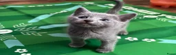 Russian Blue cats for sale: PURE PEDIGREE RUSSIAN BLUE KITTENS INSTAGRAM STARS - Advert 28