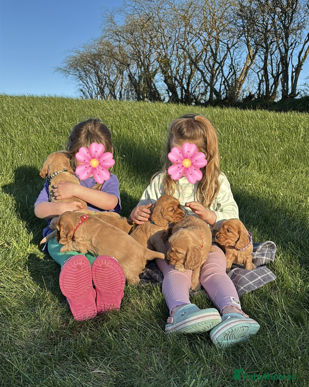 Cocker Spaniel dogs Show Cocker Spaniel puppies from family pet - Advert 1