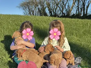 Cocker Spaniel dogs Show Cocker Spaniel puppies from family pet - Advert 1