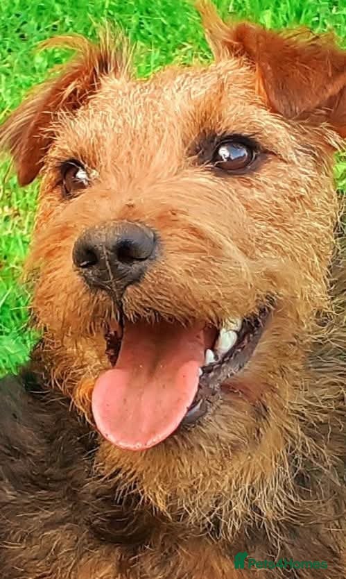 Lakeland Terrier dogs 5th puppy  - Advert 3