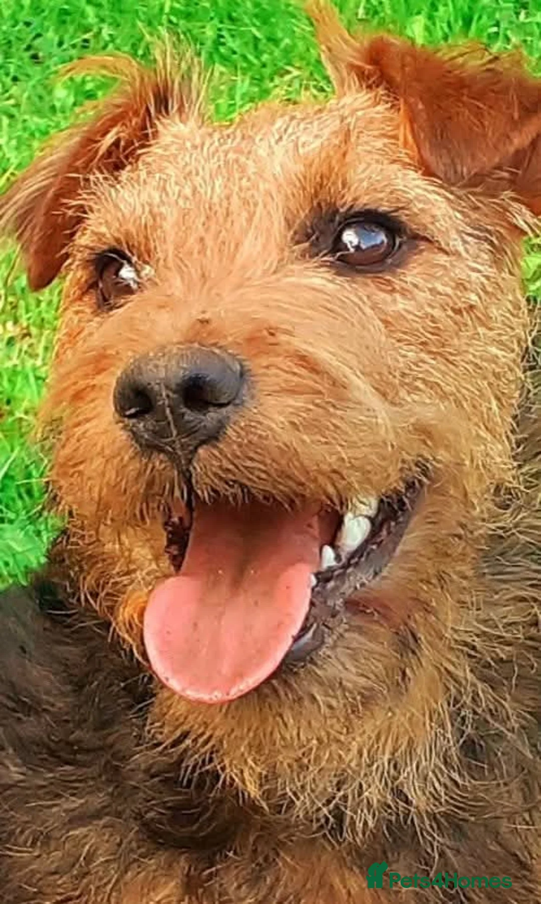 Lakeland Terrier dogs for sale: 5th puppy  - Advert 1