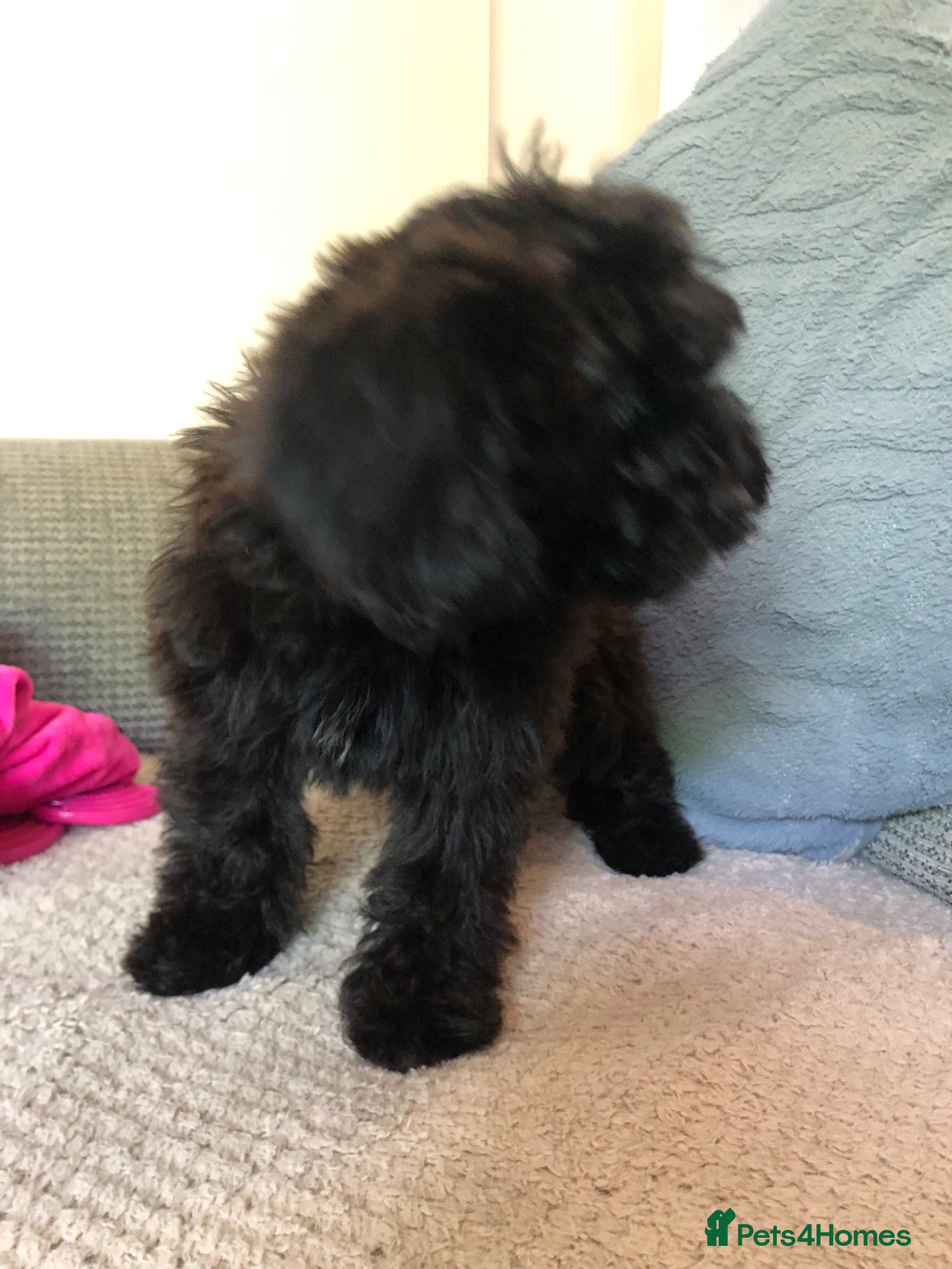 Cockapoo dogs cockapoo puppy forsale  - Advert 2