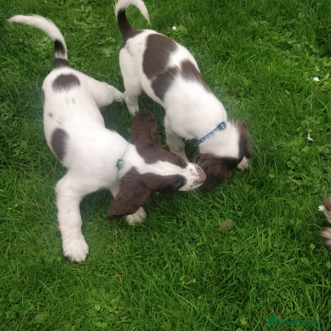 Sprocker dogs for sale: 5 sprocker boy pups - Image 5