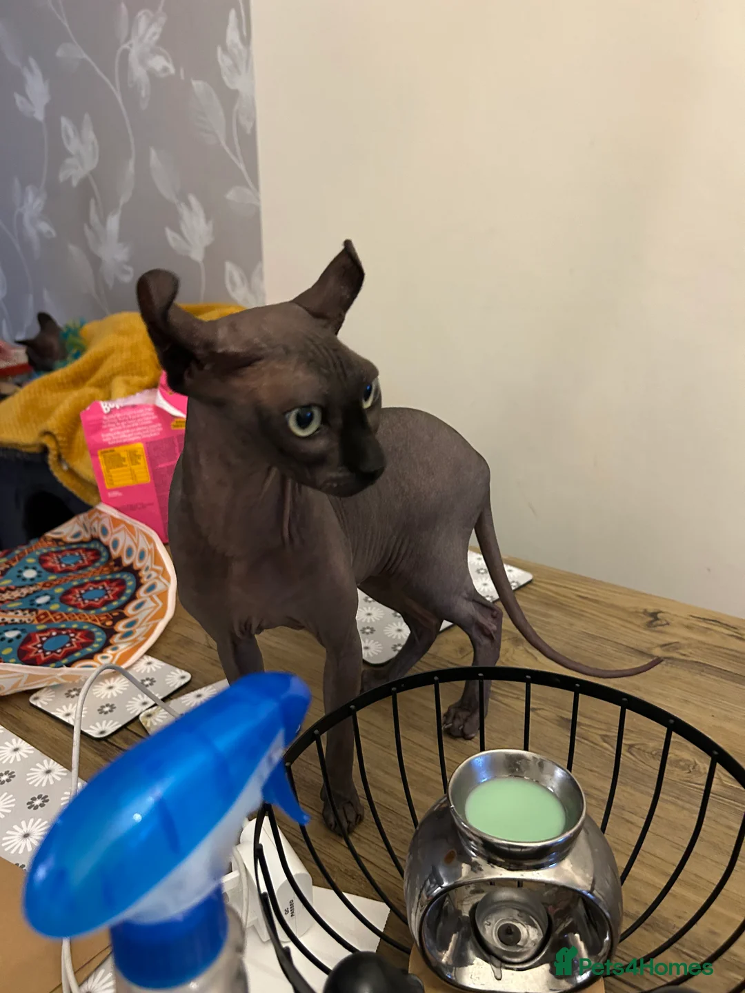 Sphynx cats for sale: Meet aria and raven looking for there forever home - Advert 6