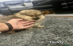 Pomeranian dogs for sale: 🔥Very Tiny(450gr)🧸Top Quality 💎 - Advert 15