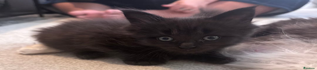 Male Black