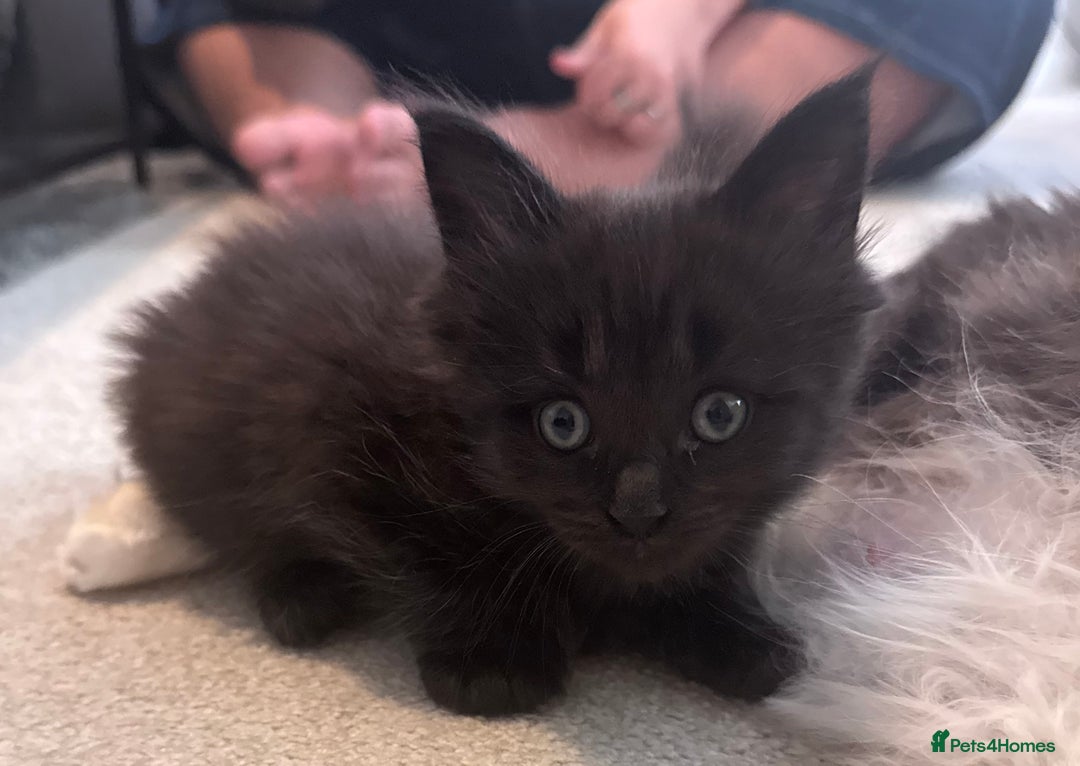 Maine Coon cats for sale:  Adorable Ragdoll x Maine Coon Kittens  - Image 6