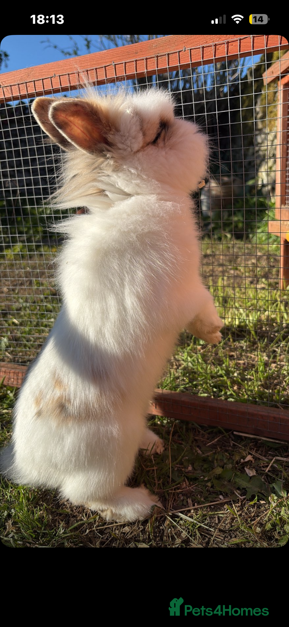Lionhead rabbits 🐰 2 Beautiful rabbits 🐰  - Advert 12